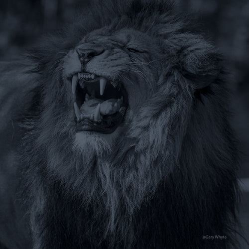 Fotografía de un león