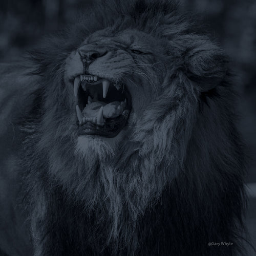 Fotografía de un león